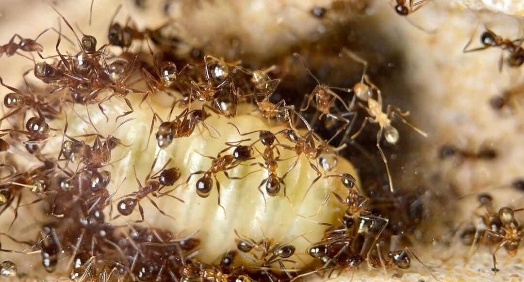 Pheidole yeensis
