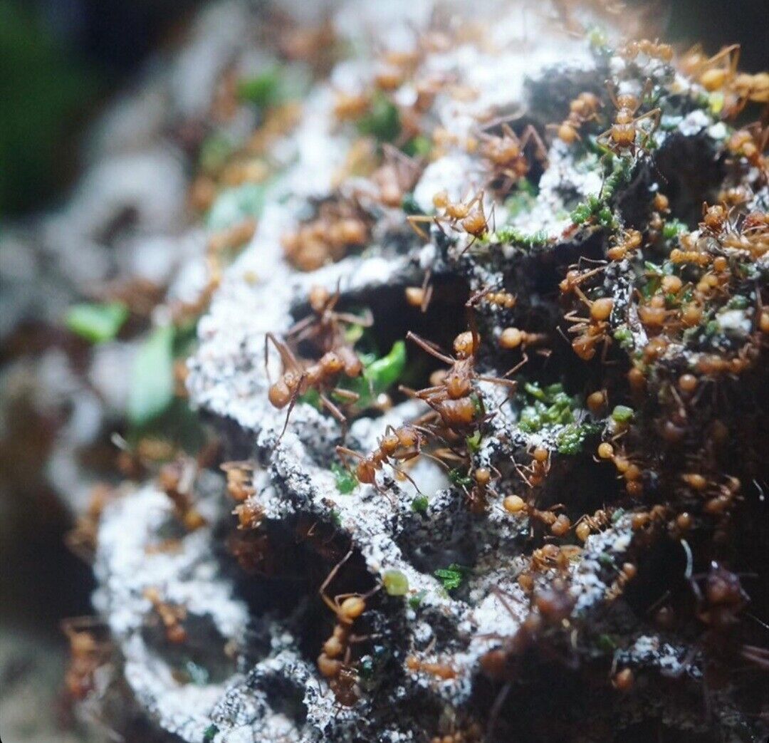 Mata grzewcza Mata grzewcza