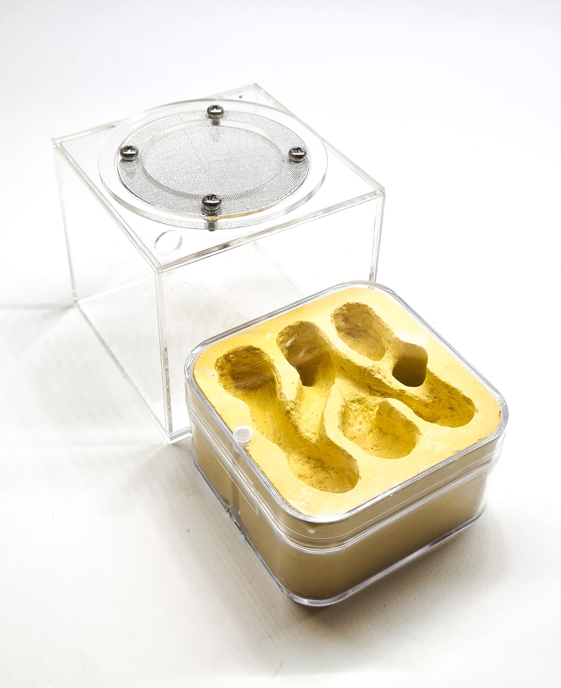 Nido di gesso con mondo esterno QG2