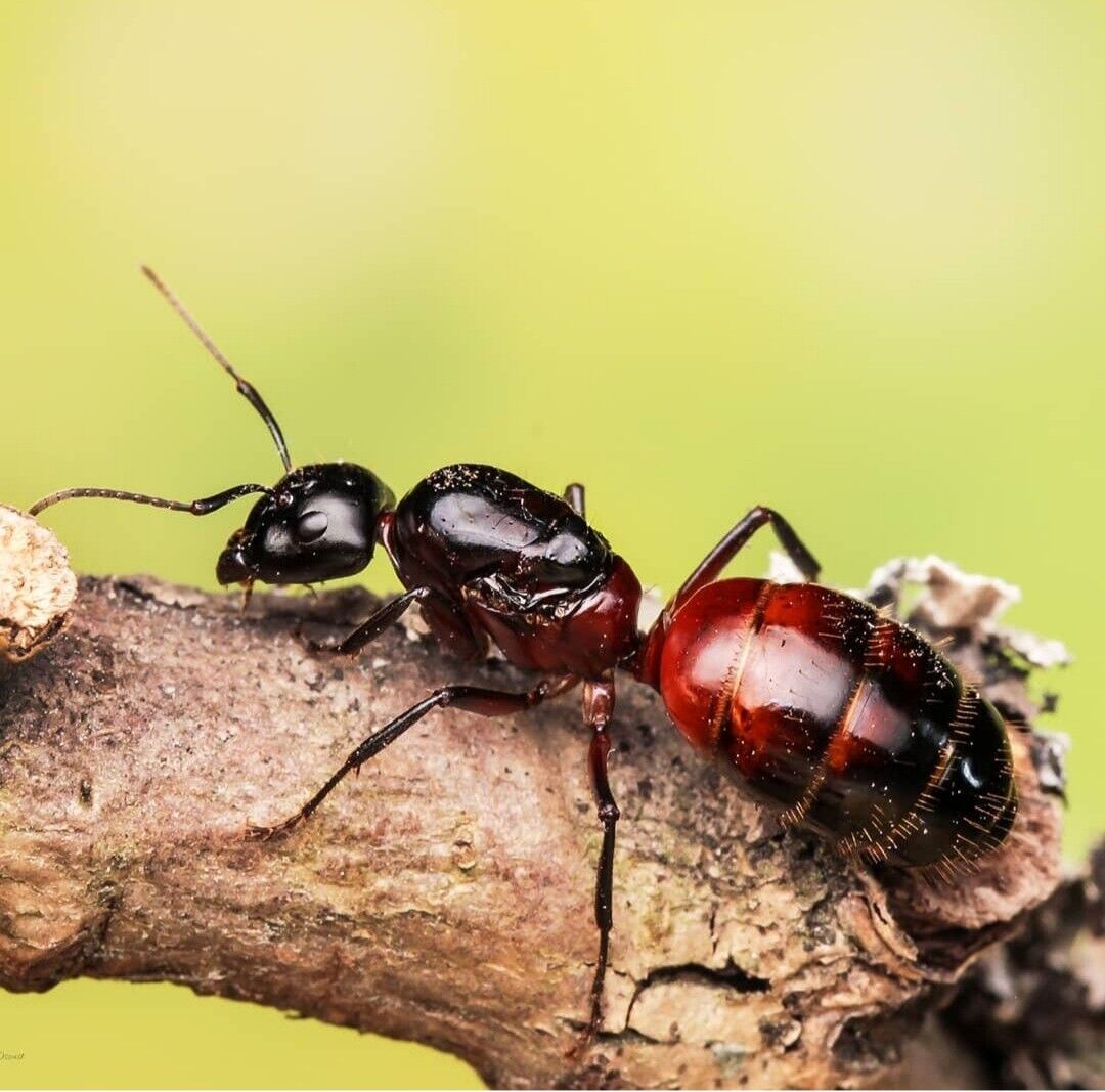 Camponotus ligniperda img2