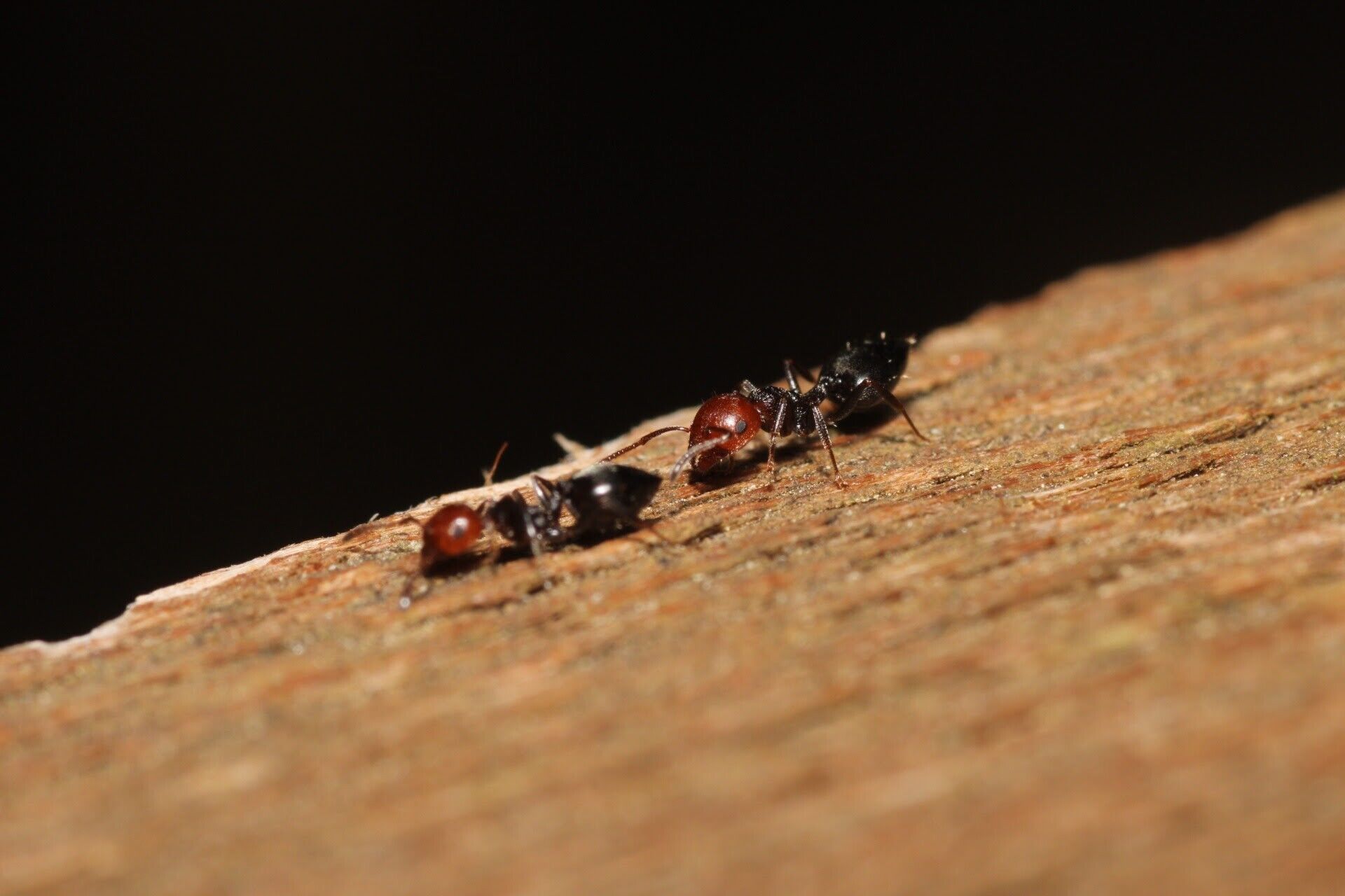 Crematogaster scutellaris img2