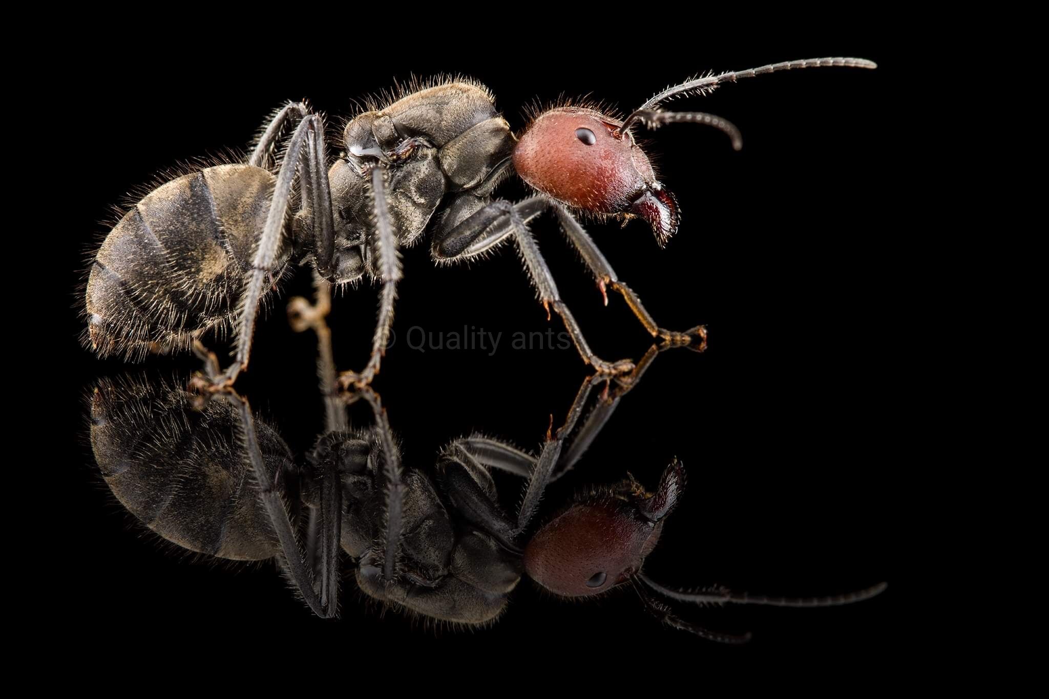 Camponotus singularis