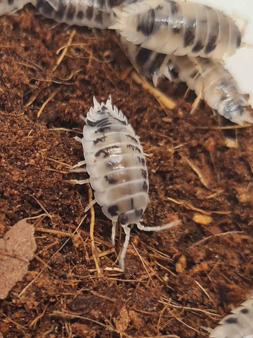 Isópodo