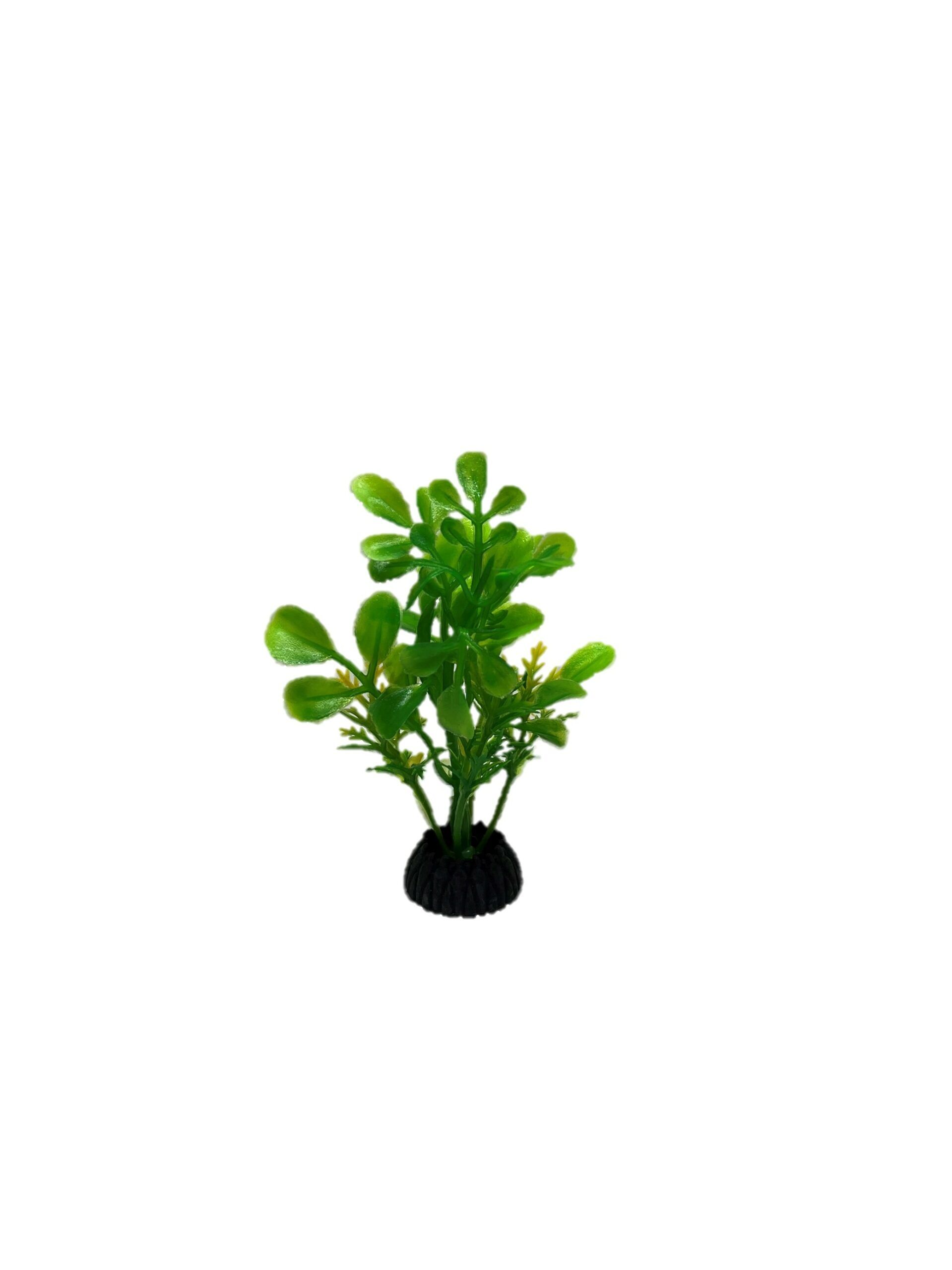 Plant QP7