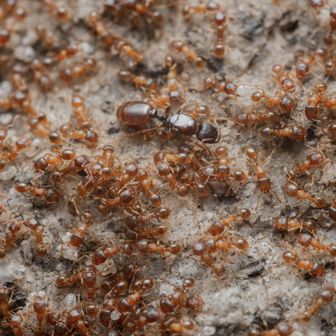 Tetramorium semilaeve
