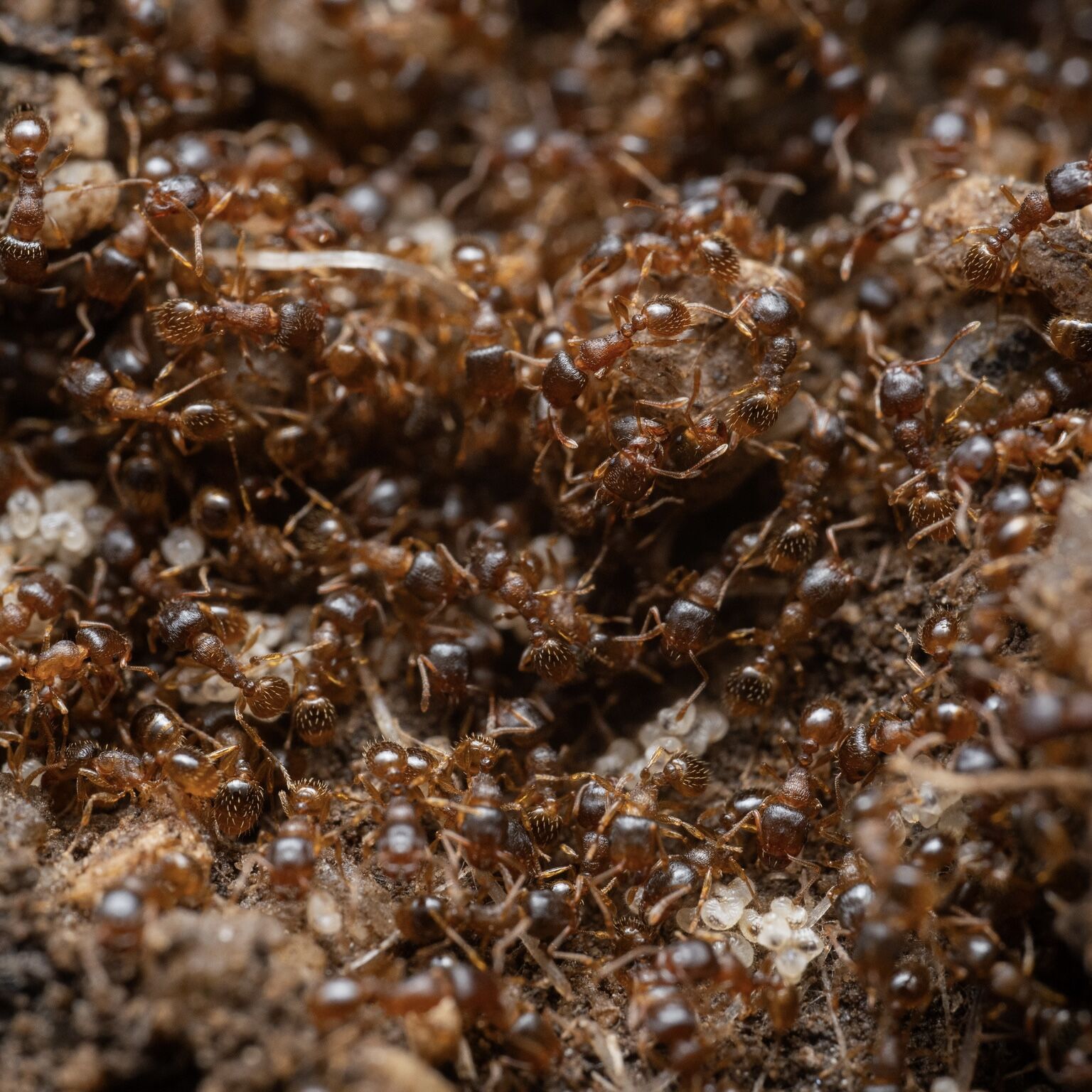 Tetramorium semilaeve Tetramorium semilaeve