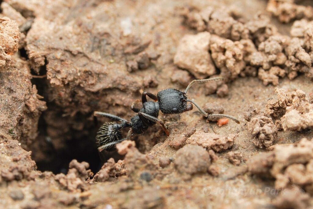 Messor aciculatus