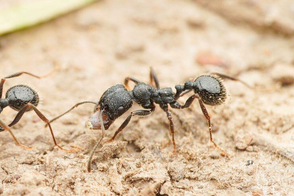 Messor aciculatus Messor aciculatus
