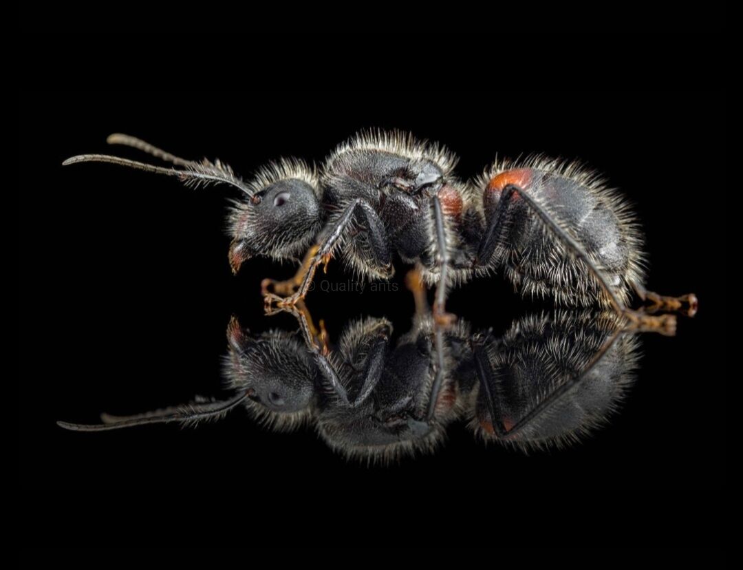 Camponotus mutilarius