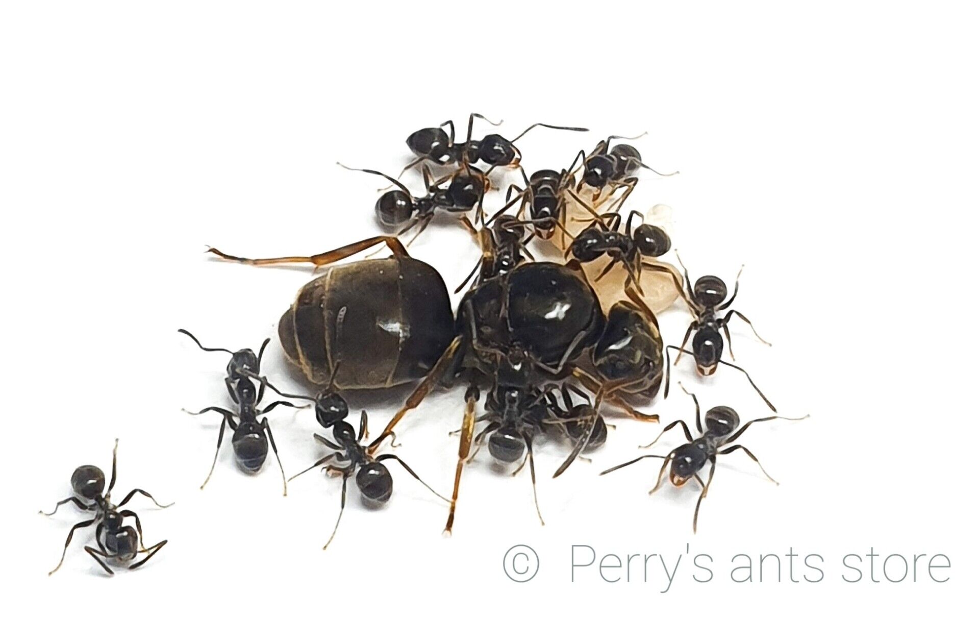Lasius niger