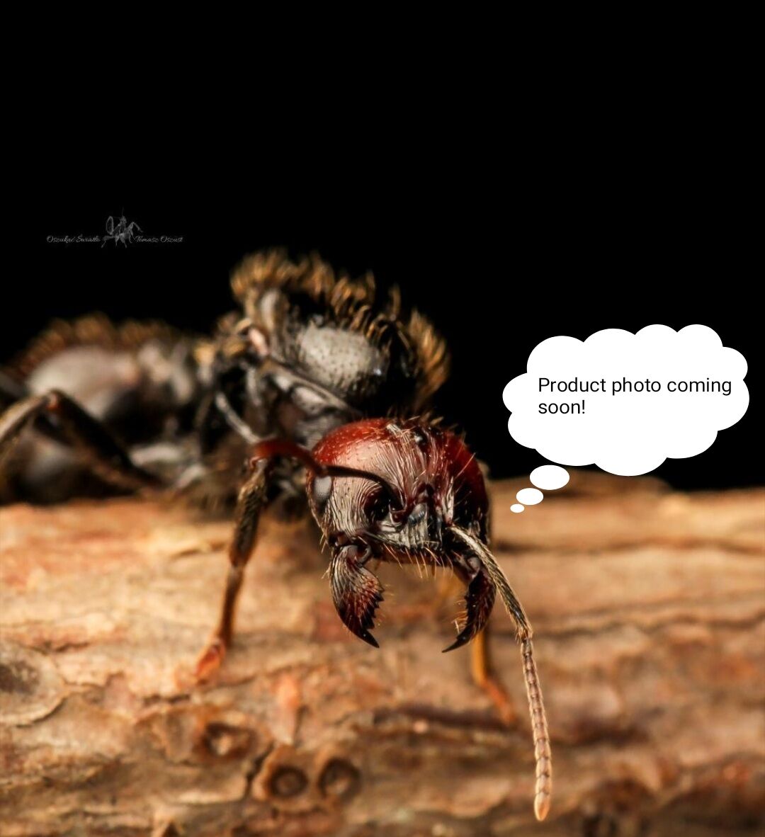 AddText_01-16-02.12.49