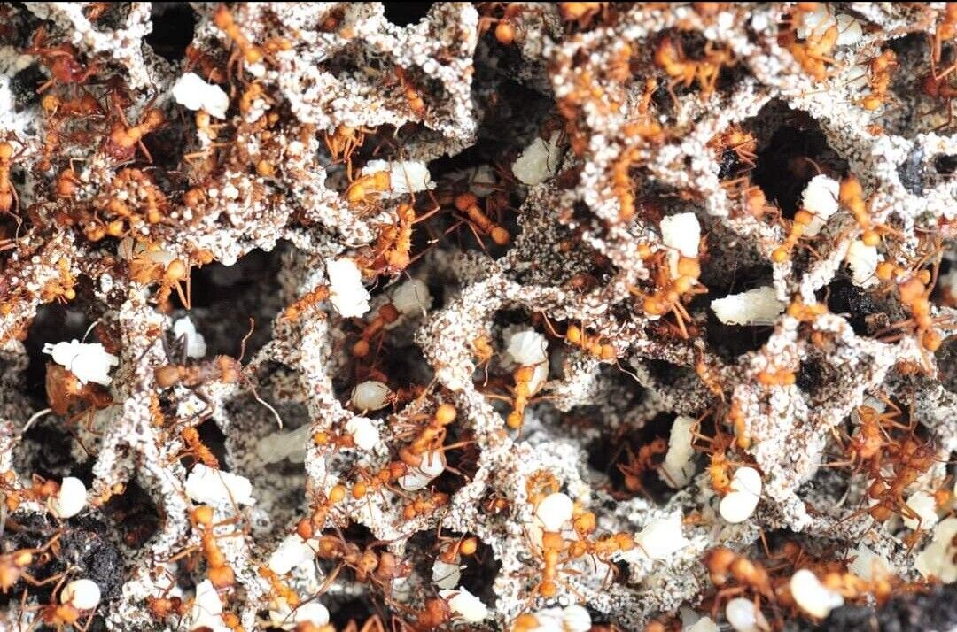 Acromyrmex octospinosus Acromyrmex octospinosus