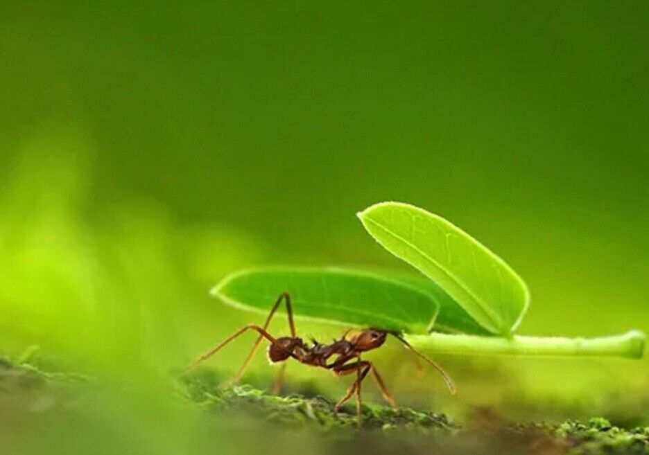 atta2 Hormigas cortadoras de hojas