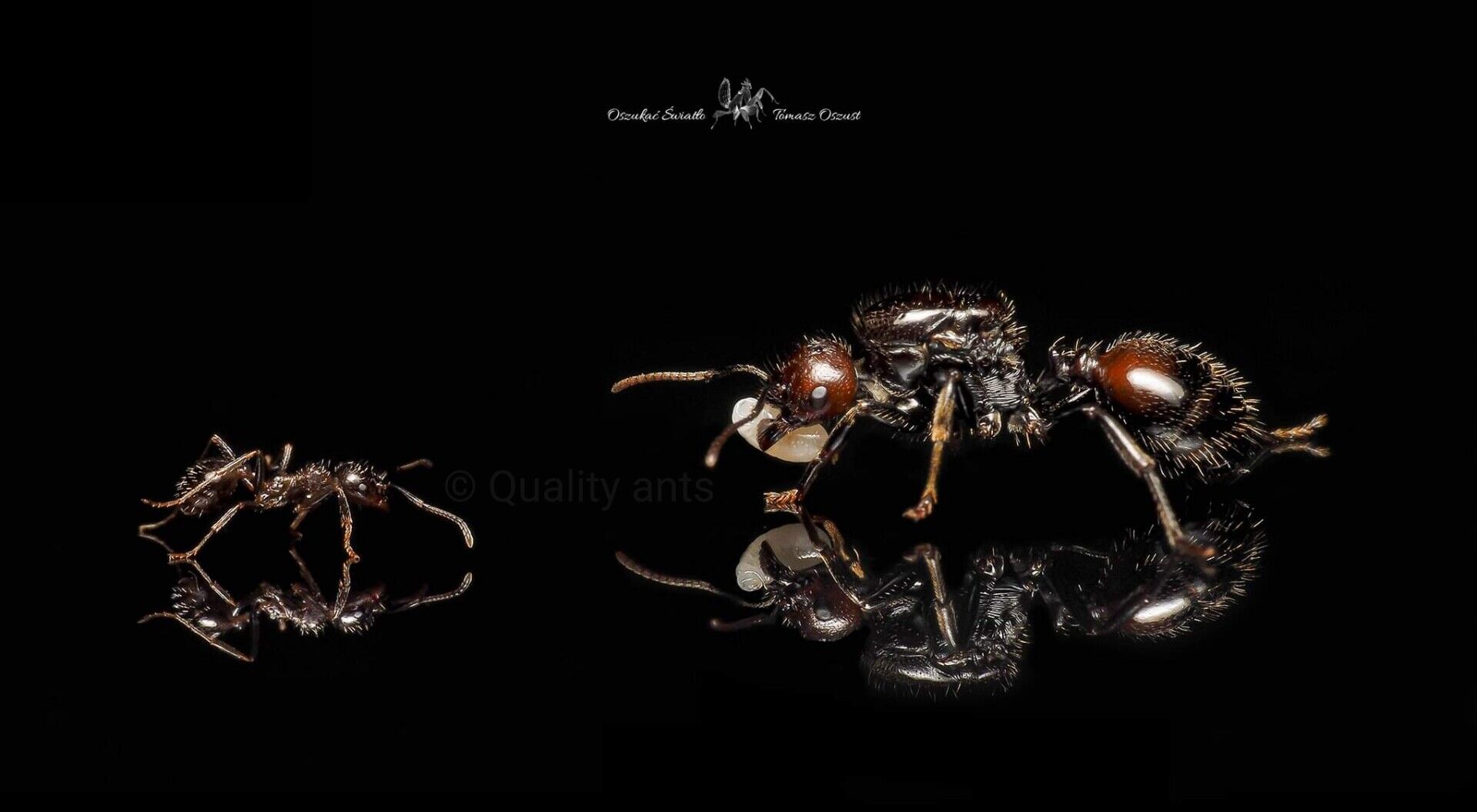 Messor-Barbarus-Rousse1