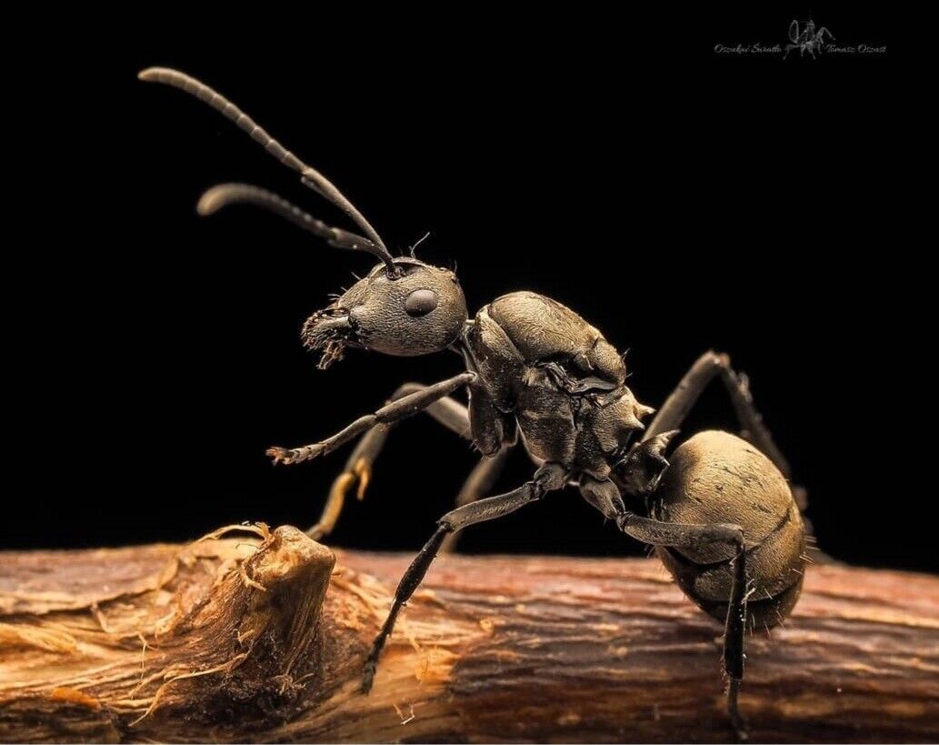 polyrhachis4