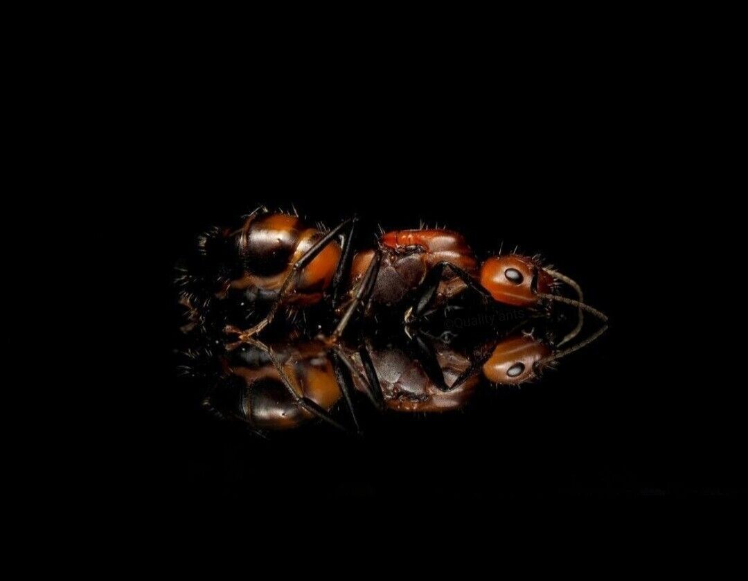 Camponotus nicobarensis Mieren Houden als huisdier