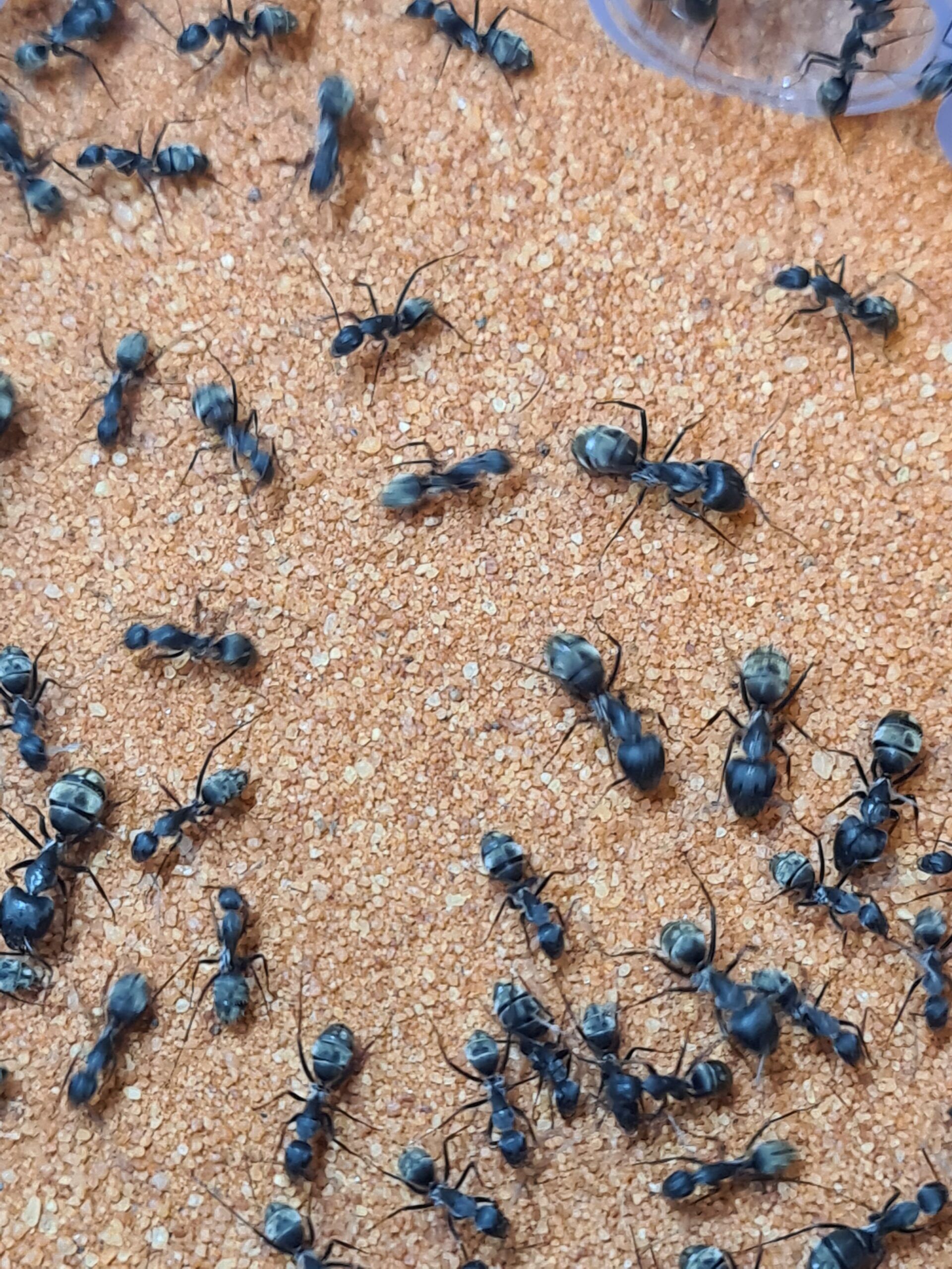20220621_202252 buy ant nest formicarium