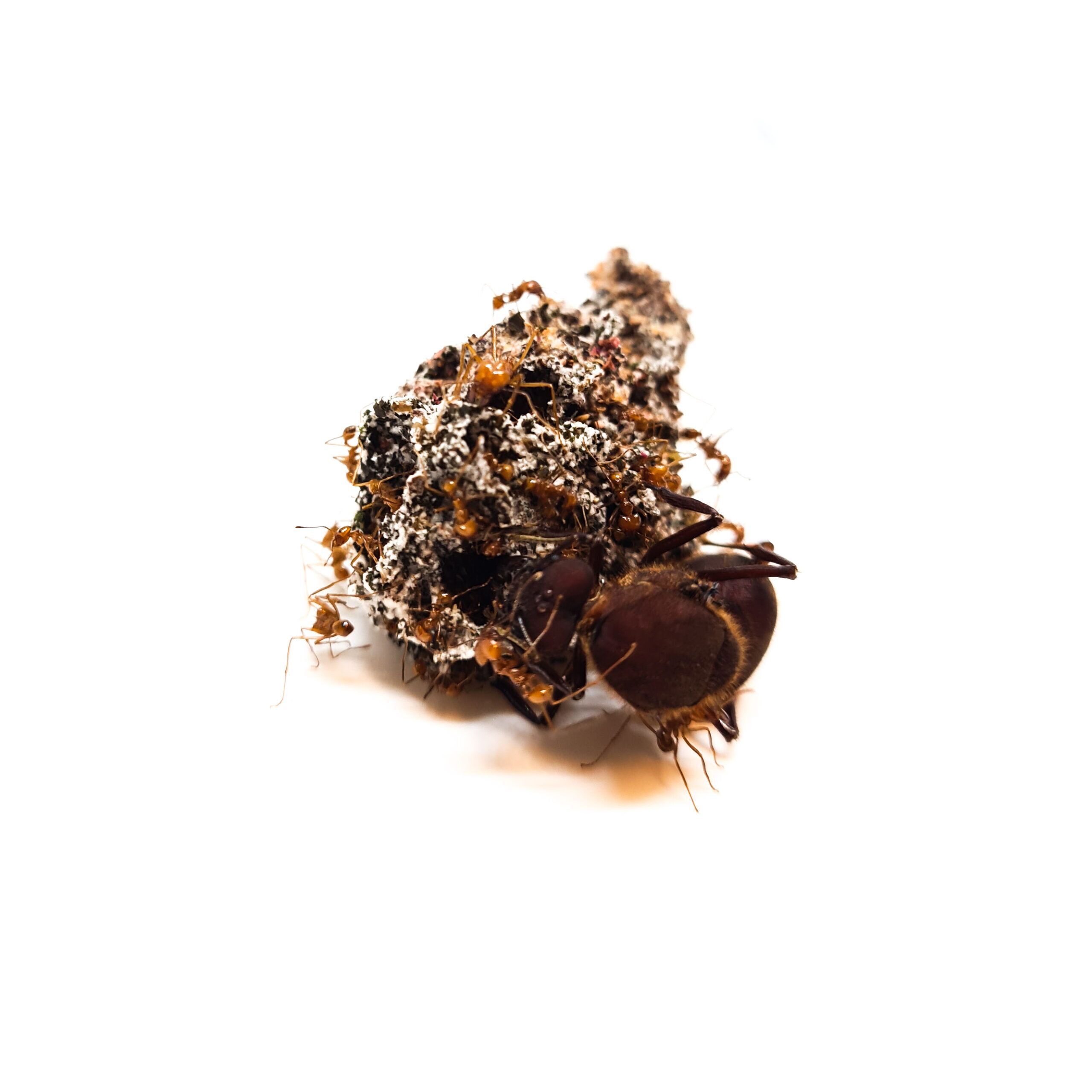 PSX_20220819_102906 Atta cephalotus