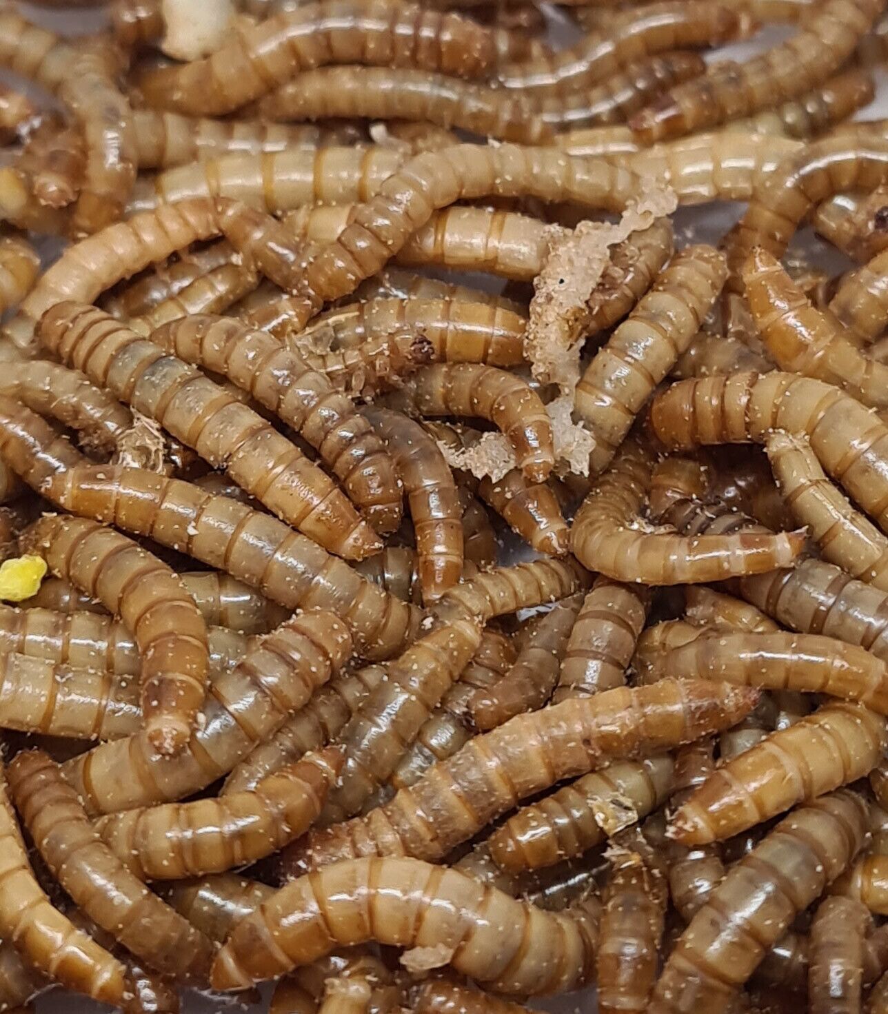 Gusanos de la harina3