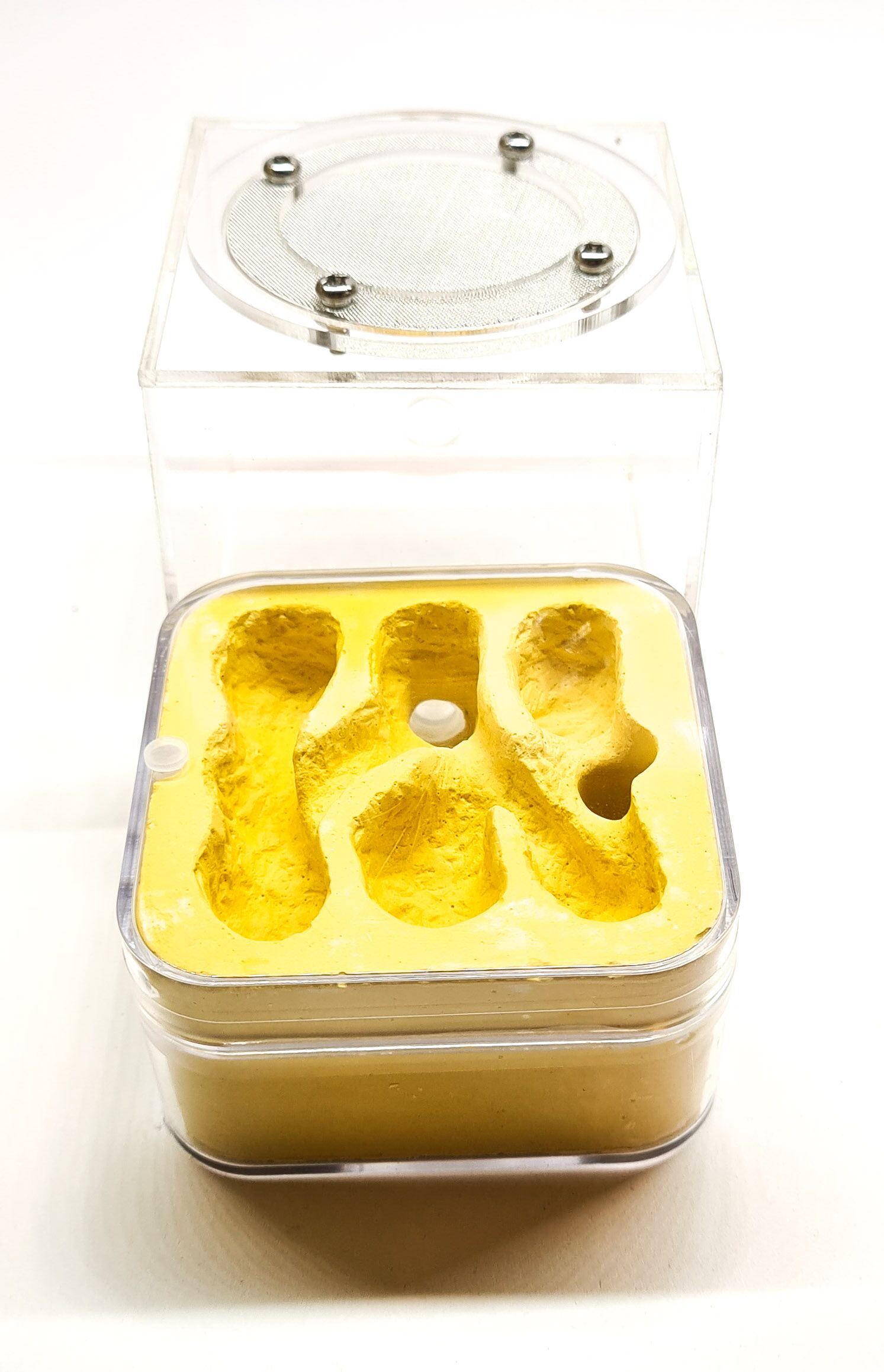 Nido de yeso con mundo exterior QG1-2