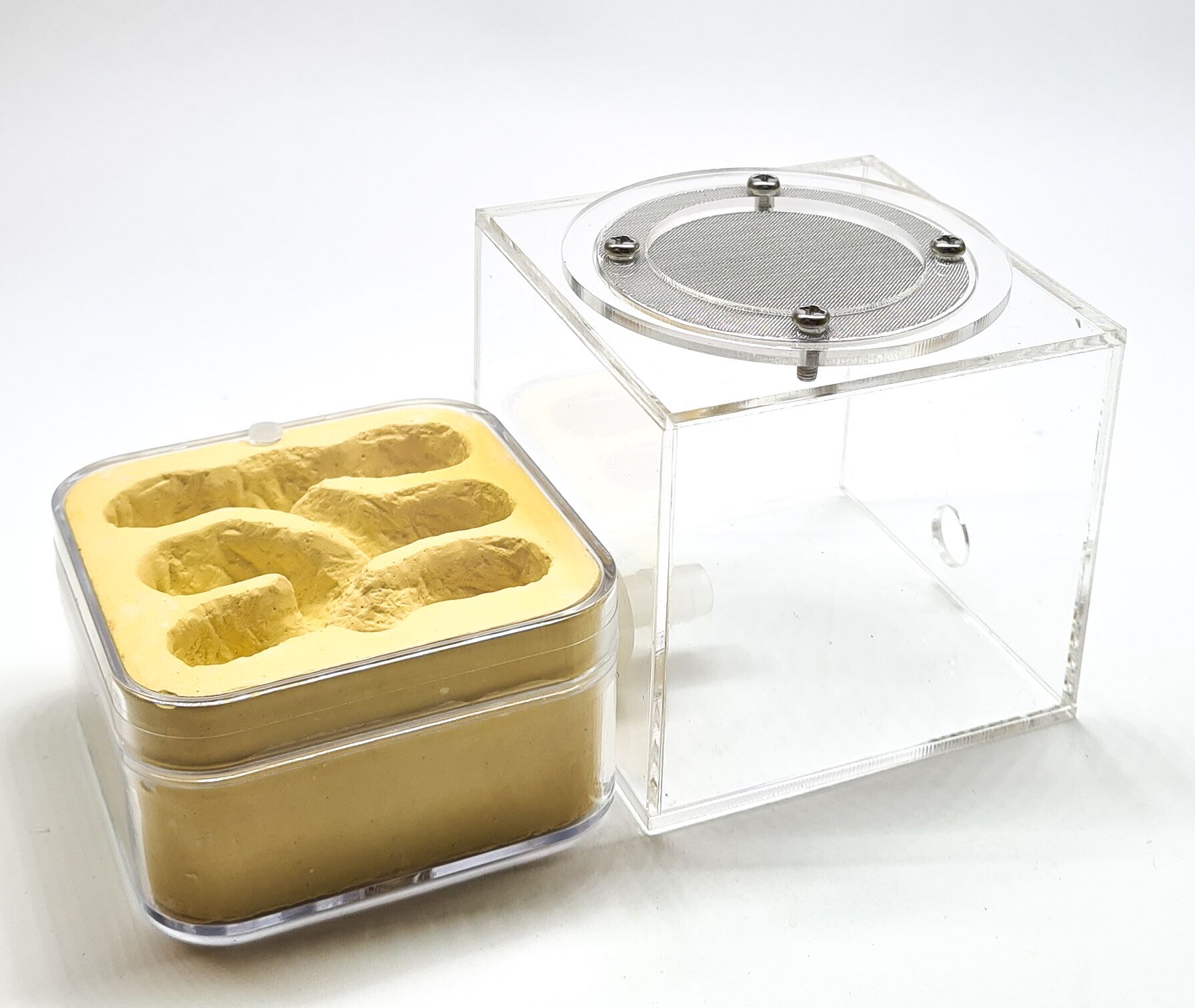 Nido de yeso con mundo exterior QG2-3