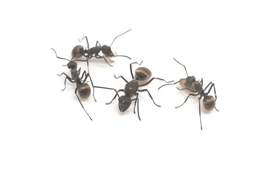 plongées polyrachis