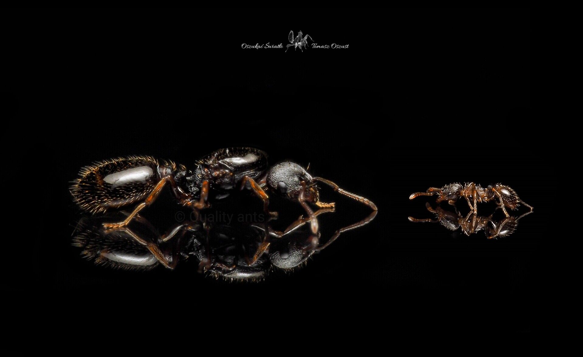 TetramoriumCaespitum