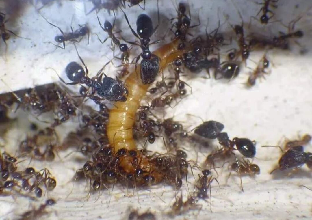 Pheidole noda Pheidole noda