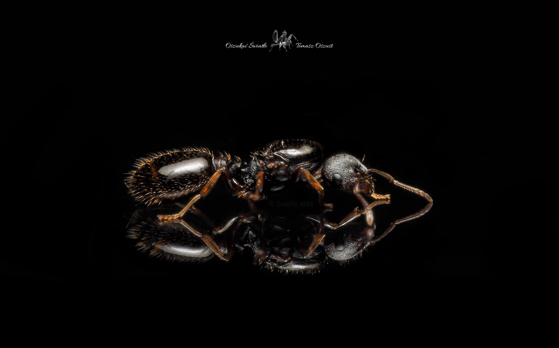 TetramoriumCaespitum2