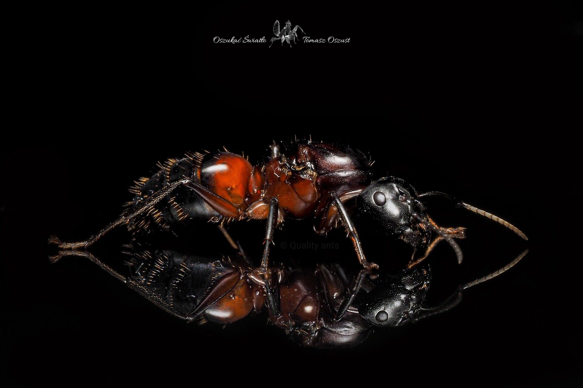 Camponotus ligniperda img