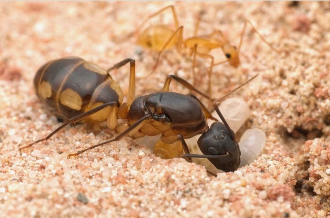 Captura de pantalla_20220219-112512_Instagram Camponutus maculatus