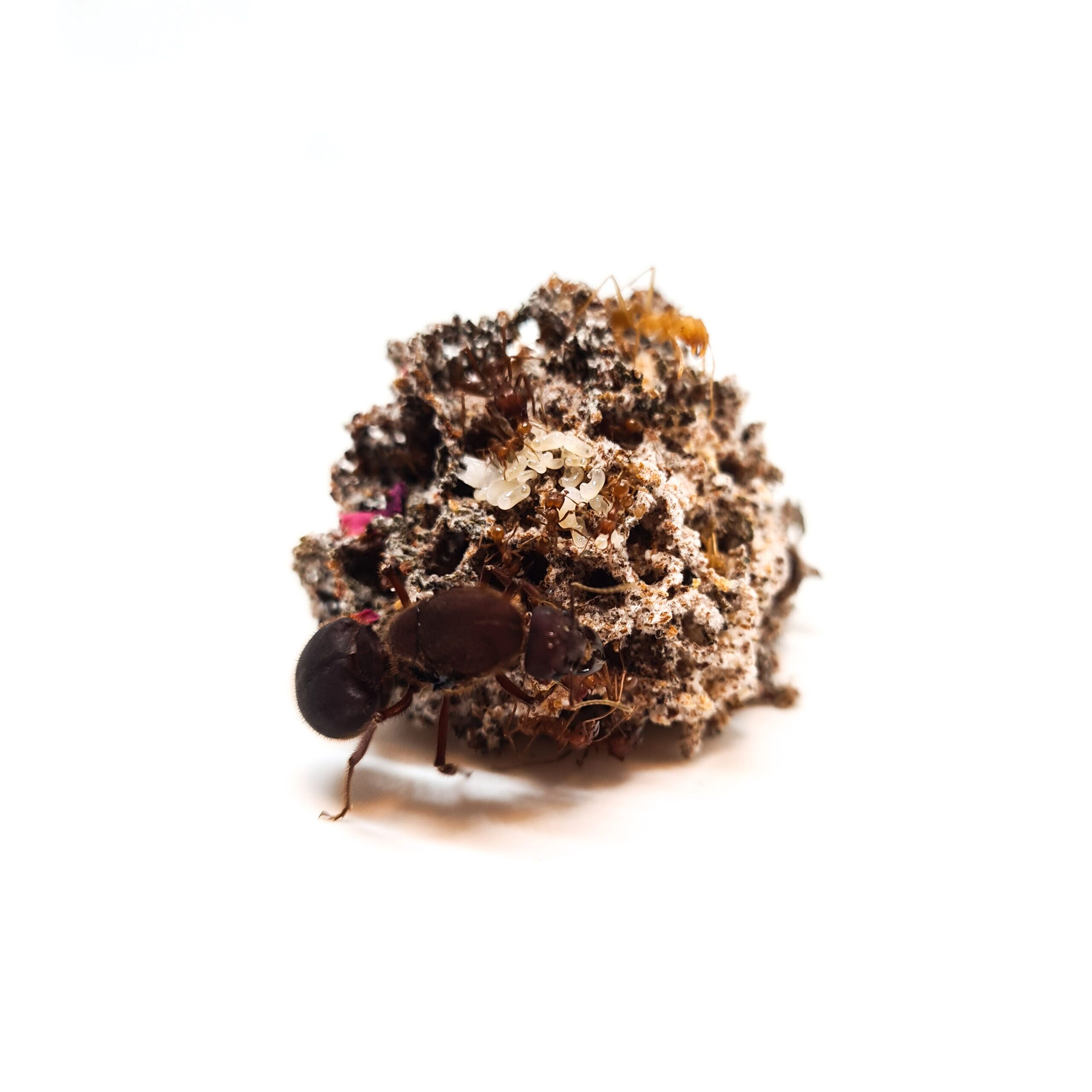 PSX_20220819_102011 Atta mexicaine