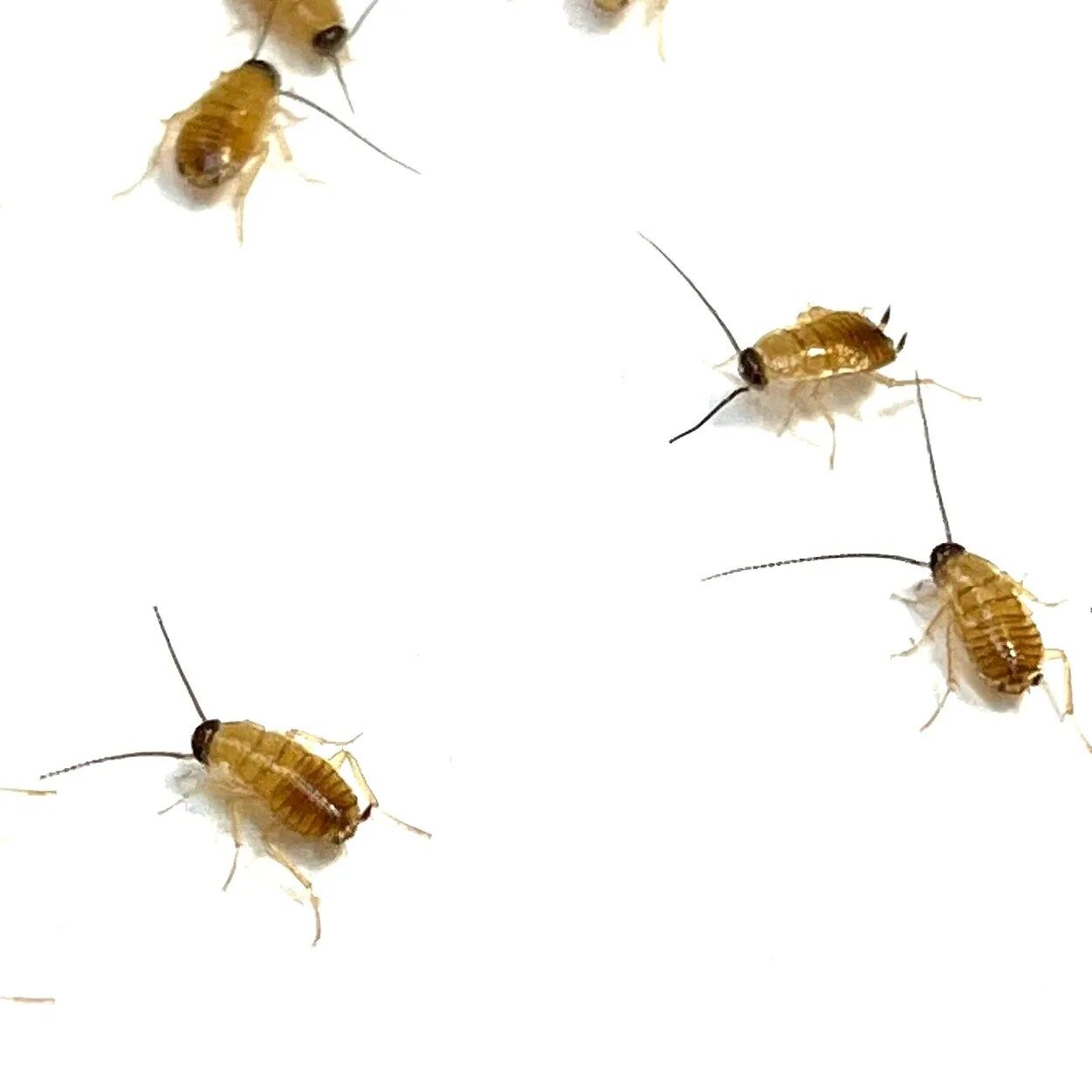 Imagen_0667 Shelfordella lateralis/corredor rojo